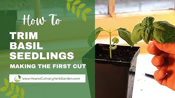 How To Prune Basil Seedlings - How And When To Make The First Cut