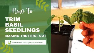 How To Prune Basil Seedlings  How And When To Make The First Cut