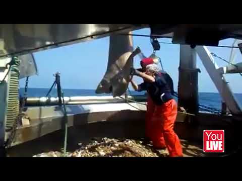 Squalo a Manfredonia. Catturato e liberato ieri.