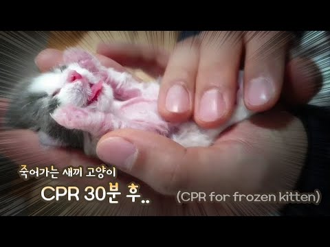 CPR for frozen baby kitten.