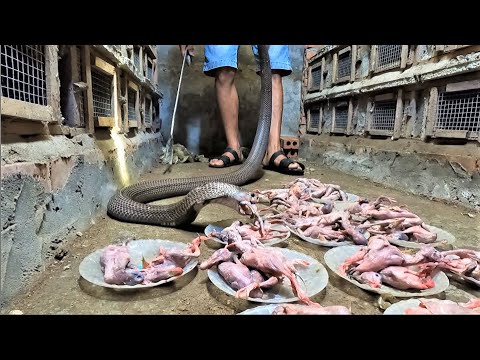 feeding cobras , introducing cobra farming to earn billions of dollars every year in Vietnam .