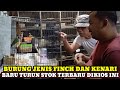 BARU TURUN!!! HARGA BURUNG KENARI JENIS FINCH DAN JUGA PARUH BENGKOK DI KIOS HAJI ABU PB.PRAMUKA