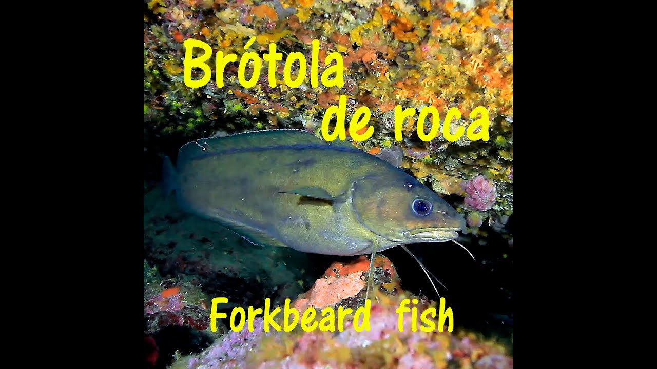 Brótola de roca - Forkbeard fish. 