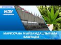 МАРИХУАНА МЫЙЗАМДАШТЫРЫЛА БАШТАДЫ