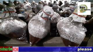 Mushroom farming business profitability/মাশরুম চাষ করে সহজেই মাসে 50 হাজার টাকা আয় করা সম্ভব দেখুন।