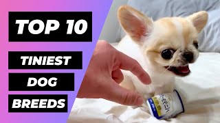 Top 10 Tiniest Dog Breeds! | 1 Minute Animals