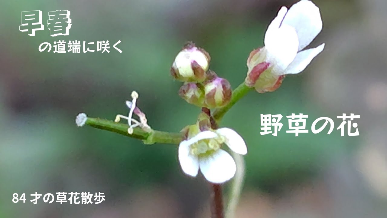 早春の道端に咲く野草の花の..ひとりごと…2026.2.21撮影