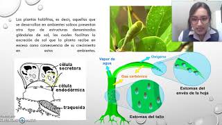 EXCRECIÓN EN PLANTAS