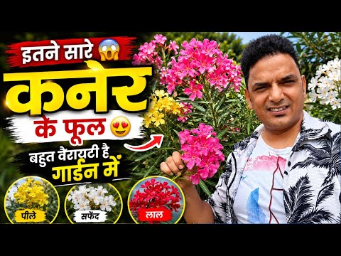 इतने सारे कनेर के फूल😱|गार्डन में कनेर की Varieties 😍|Pink, Yellow, White & Red Oleander Flowers🌸