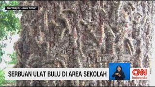 Ribuan Ulat Bulu Bermunculan, Warga Resah
