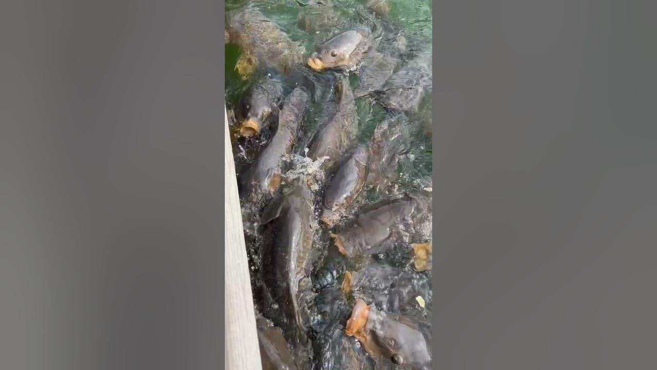 Feeding Aggressive Carp! Western, PA shorts carp fish YouTube