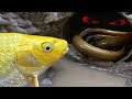Stop Motion ASMR - Octopus, Goldfish Carp eating American eel in hole Primitive Cooking Cuckoo