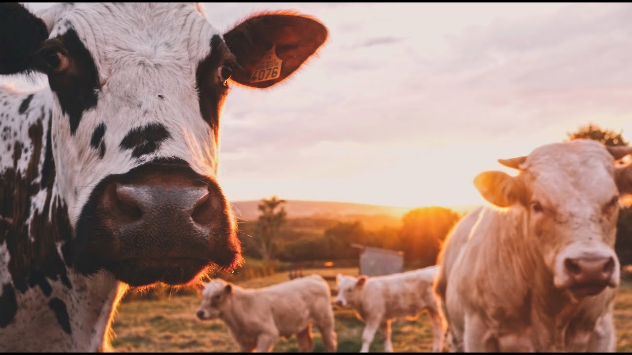 Руководство для начинающих по маршруту Great Western Trail: как победить