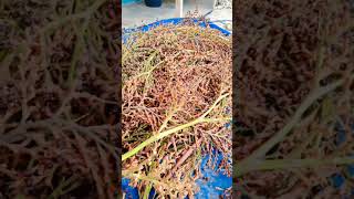 Panen Lagi Buah Jernang Nya