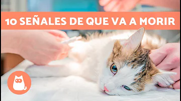 ¿Cómo saber si su gato está traumatizado?