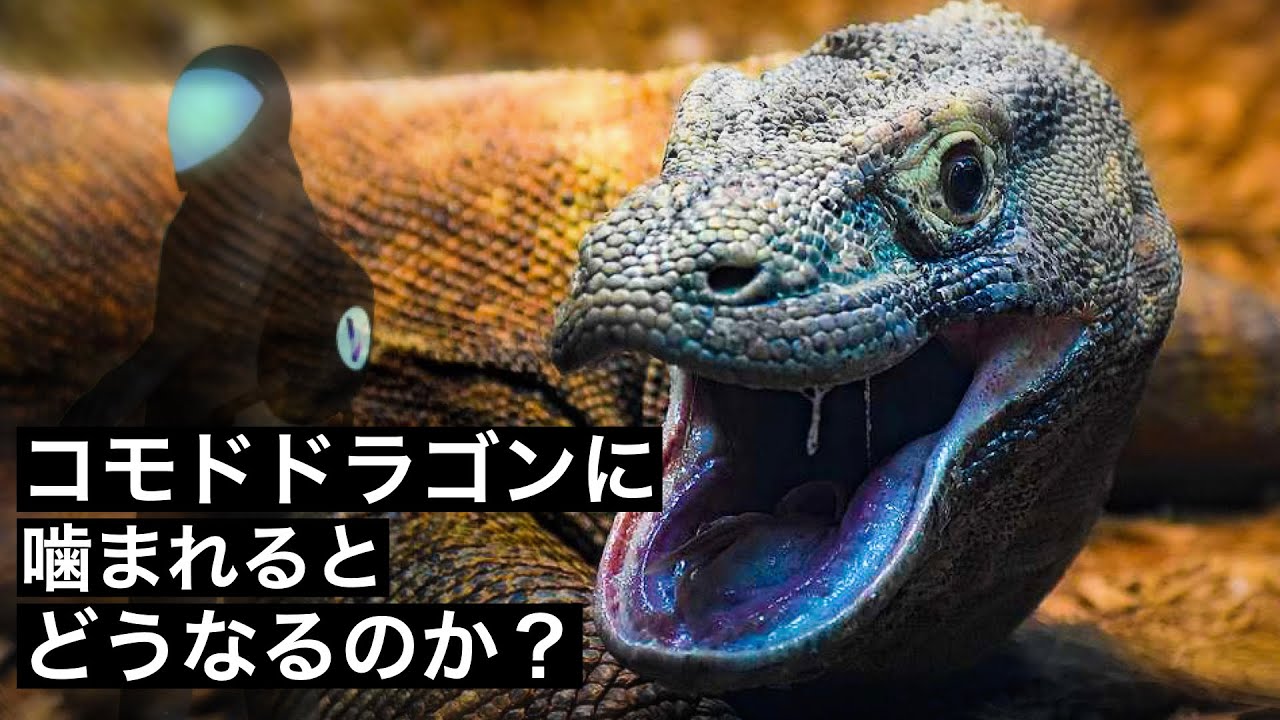 人喰いトカゲ コモドドラゴンの襲撃から生き残る方法 Youtube