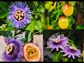 Passion Flower,  Important Facts
