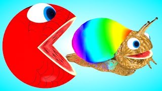 Chanson de Pacman Snail couleur animaux escargot - Comptines Et Chansons | À Bébé Chanson