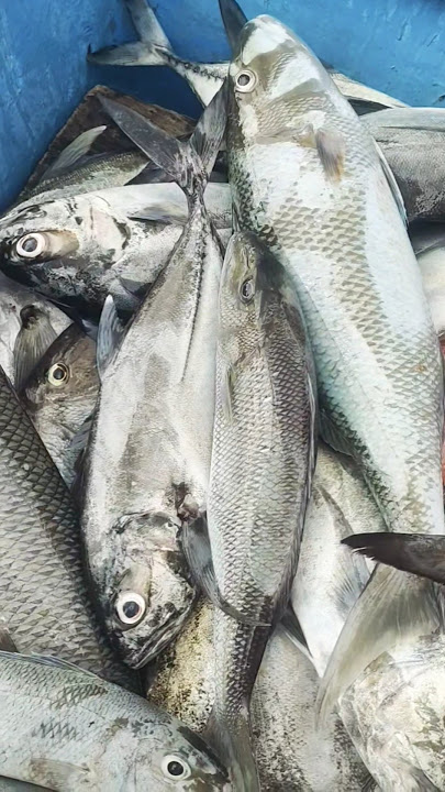 hasil mancing Tipis Tipis Hari Ini #pancing #mancing #fishing #hasilmancing #mancingmania #ikan