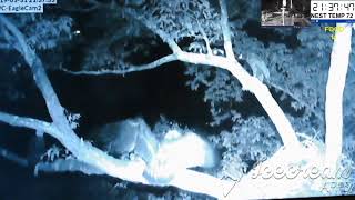 owl attack.webm
