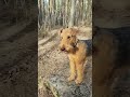 Весенний триминг наполовину #airedale #dog