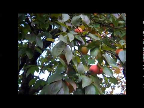 შემოდგომა