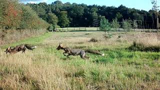 Our fox cubs return home, back to the wild! by Wildlife Aid 53,581 views 7 months ago 1 minute, 59 seconds