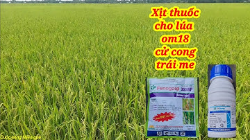Phun thuốc cử cong trái me cho lúa om18 vụ hè thu 2023.
