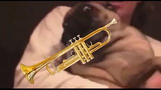 Pug Doot Doot