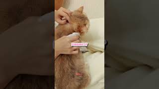 Cat Flea Treatment Gone WRONG 😳🐱 But It Actually Worked! Net Worth