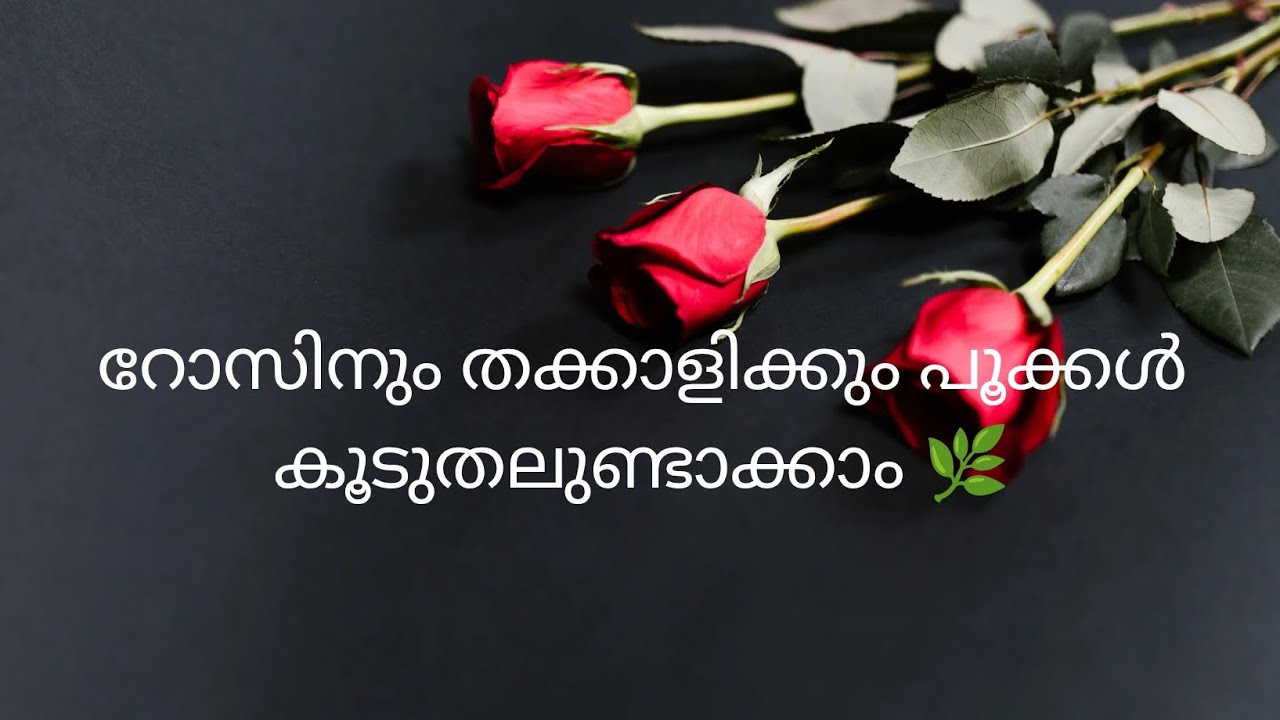 പൂക്കാത്ത റോസിനെയും തക്കാളിയെയും വരെ പൂക്കളുണ്ടാക്കാൻ സഹായിക്കുന്ന ഒരു മാജിക്‌ വളം 🌹