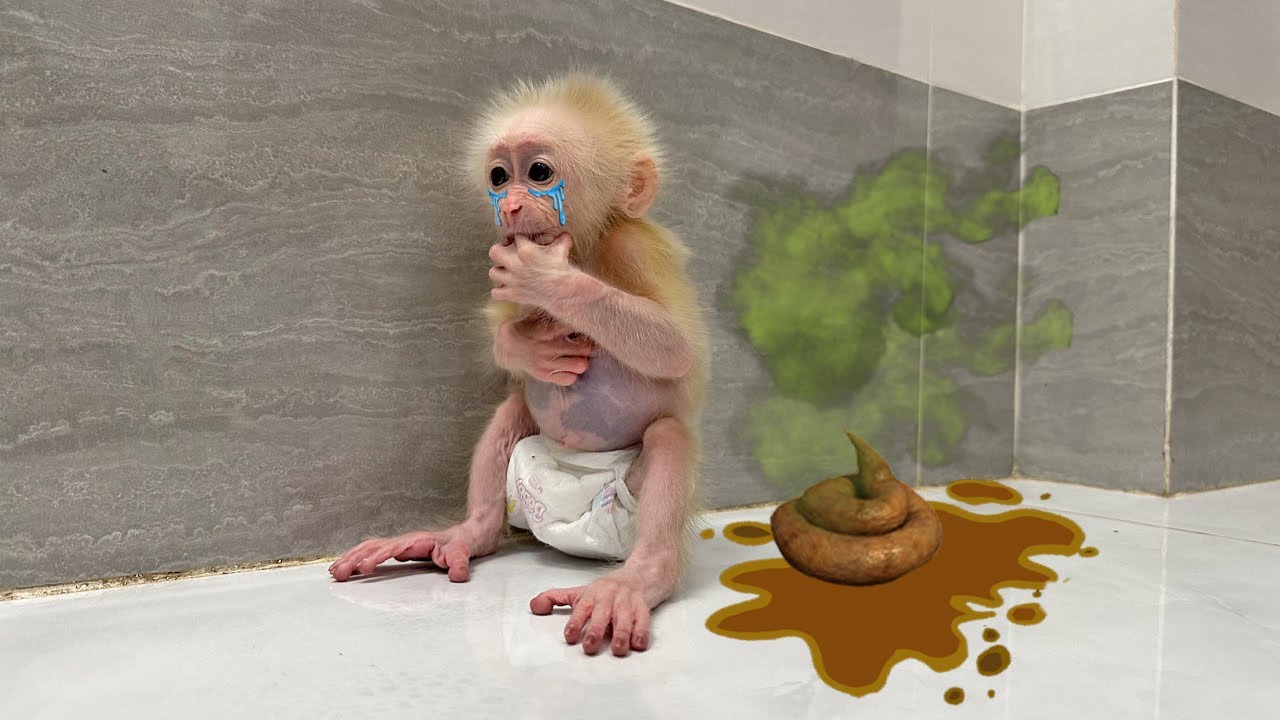 Baby monkey Sunny felt miserable because no one helped when she pooped, looked like a battlefield