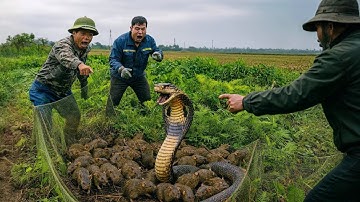 Trúng Mánh Khi Dùng Bẫy Lồng Bắt Được Rắn Khủng Trong Vườn Cây Bỏ Hoang