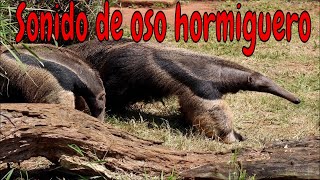 Sonido de Oso hormiguero