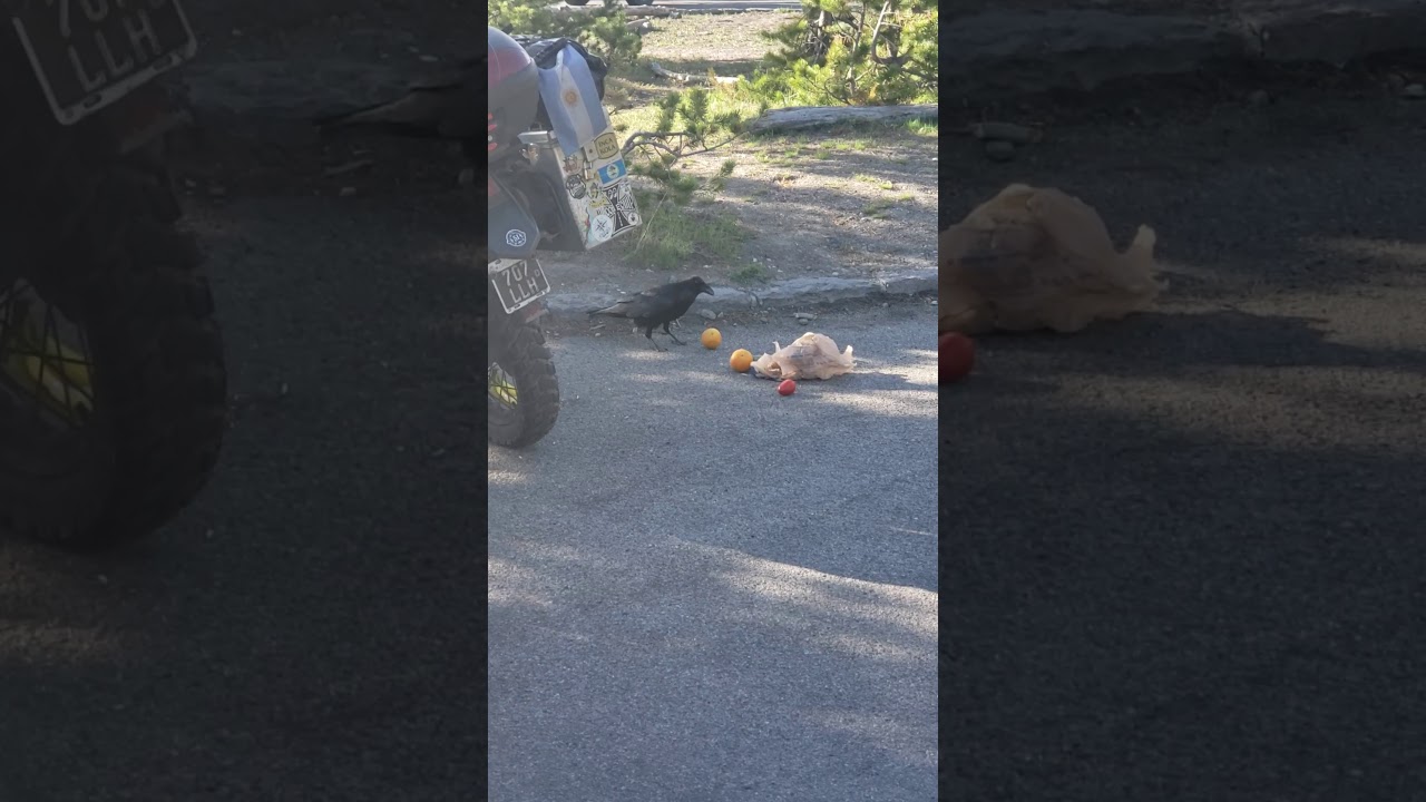 Bird vs orange 