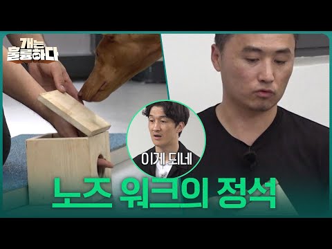 너 내 탐지견이 되어라! 노즈 워크의 정석 [개는 훌륭하다] | KBS 251016 방송