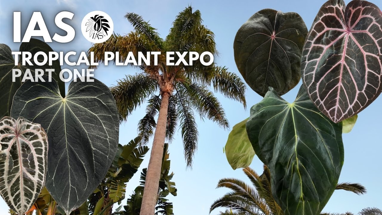Is this real life? 🥹 IAS Tropical Plant Expo 2024 vlog (PART ONE)