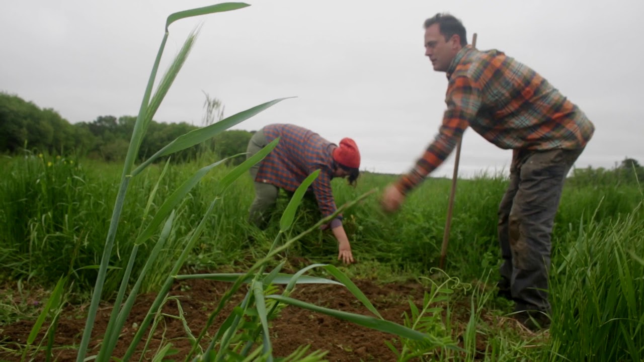 Perennial Roots farm employs biodynamic methods - YouTube
