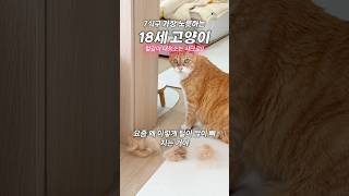 드디어 광고 찍은 18세 장수 고양이 #neko #고양이 #cat