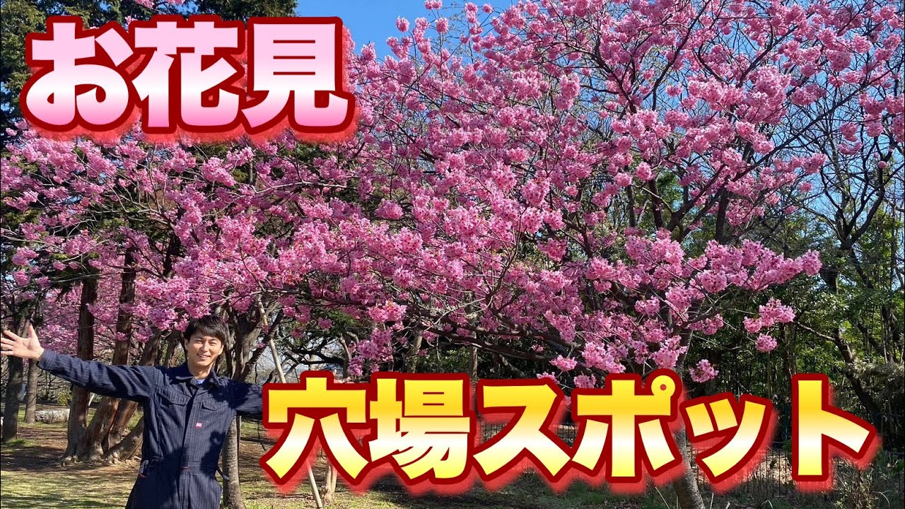 You can even see Mt. Fuji!] A hidden cherry blossom viewing spot