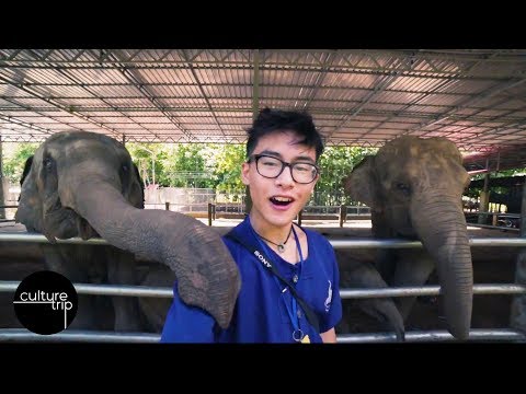 Visiting An Elephant Sanctuary In Thailand image