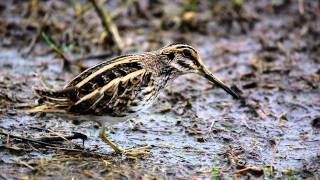 Bobbing jack snipe close up | WWT Slimbridge