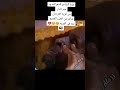 الشاعر قسم السيد ود جبر الدار نمه في الغربة