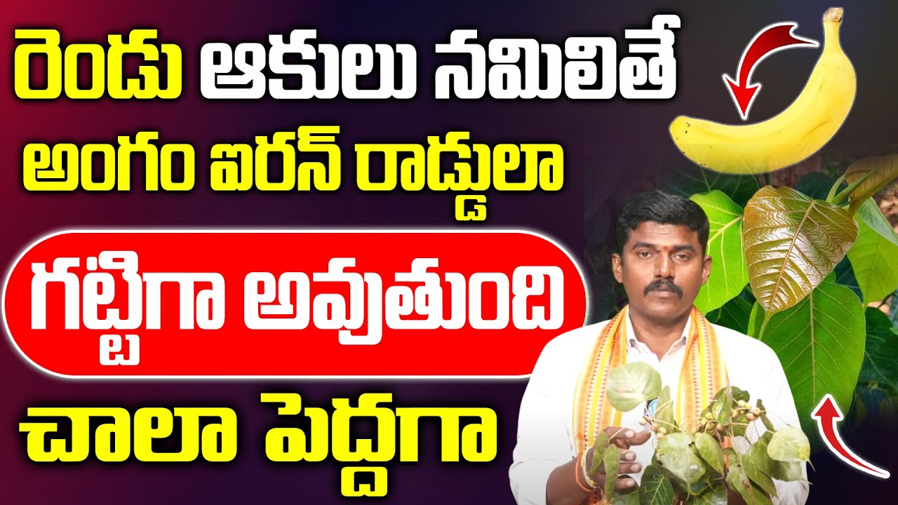 రెండు ఆకులు నమిలితే అం--గం గట్టిగా || use fenugreek to Me--n Power || iDream Health Tips