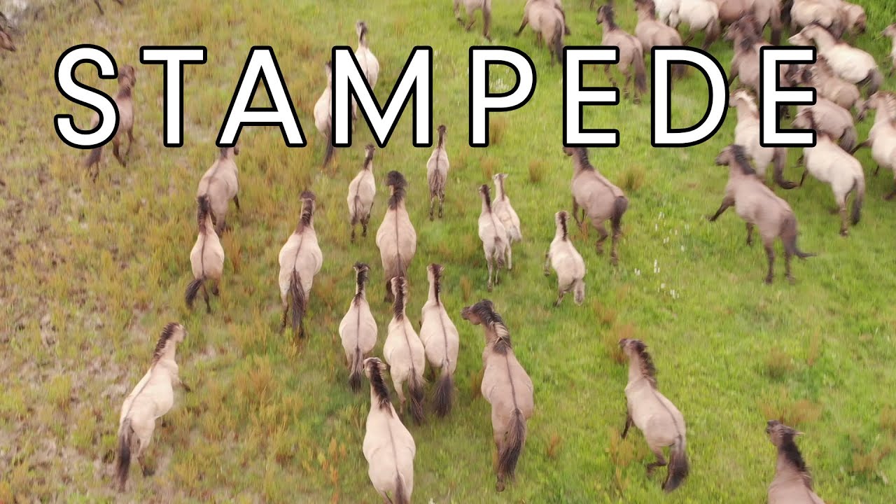 Stampeding konik horses in Horsterwold Forest
