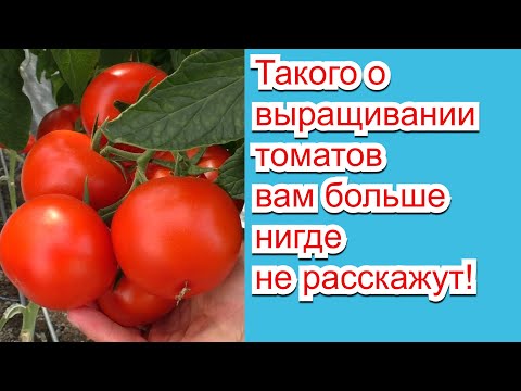 Видео: Информация о Южном Эрроувуде: советы по выращиванию калины Южного Эрроувуда