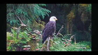 Bald Eagle at Tongass National Forest - explore.org - Anan Wildlife Observatory