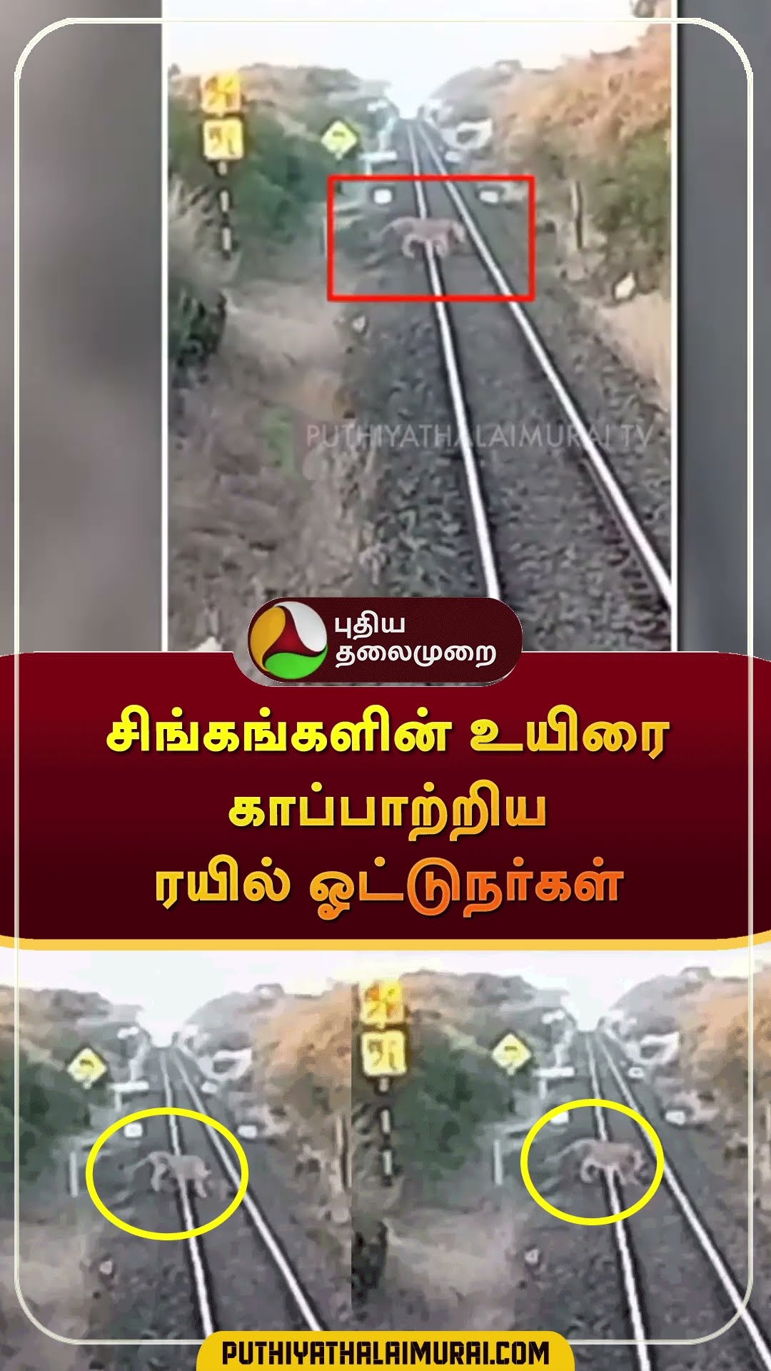 Train pilots save lions in Gujarat #Gujarat | #shorts | #lions
