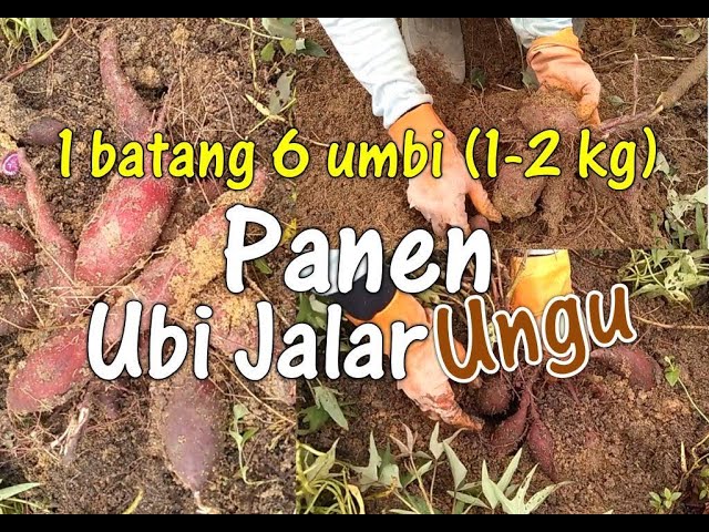 Ubi Jalar Berkembang Biak Dengan Cara Panen Ubi Jalar Ungu//sweet potato - YouTube