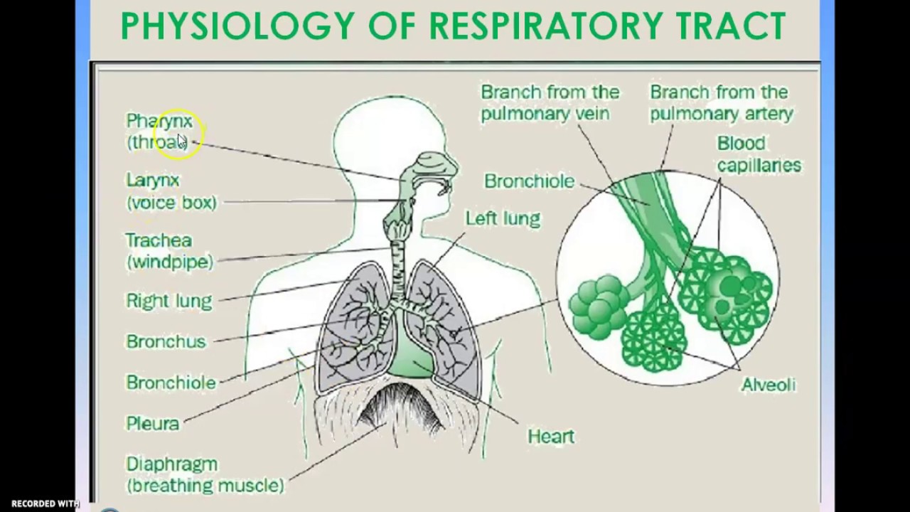 AEROSOLS PULMONARY DRUG DELIVERY SYSTEM PART 1 YouTube